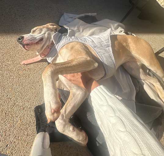Photo of Stella