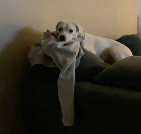Photo of Lola