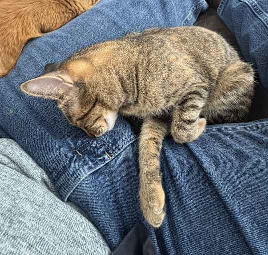 Photo of Chewy