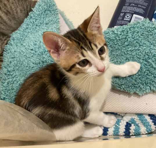Photo of Simba