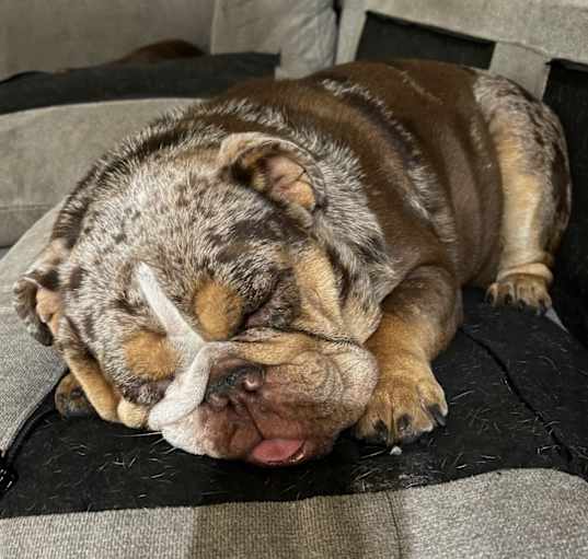 Photo of Daisy
