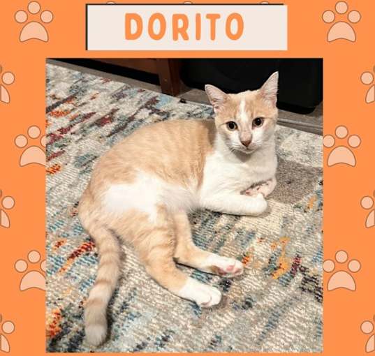 Photo of Dorito
