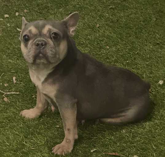 Photo of Violet
