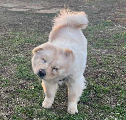 Photo of Bailey