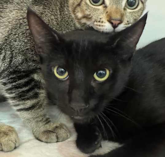 Photo of Black