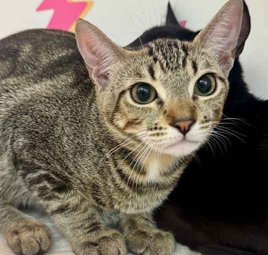 Photo of Swirl (Tabby 1)
