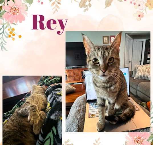 Photo of Rey - an incredible survivor