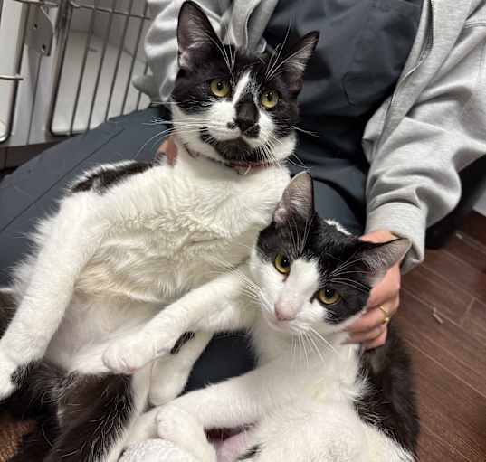 Photo of Heaven & Biscuit