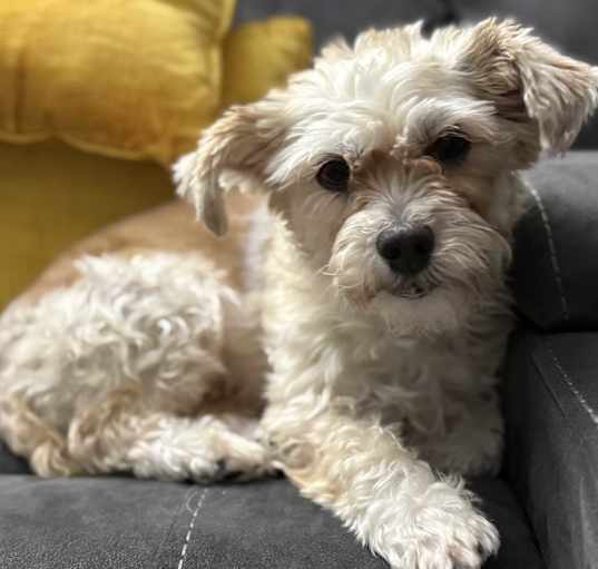 Photo of Abby