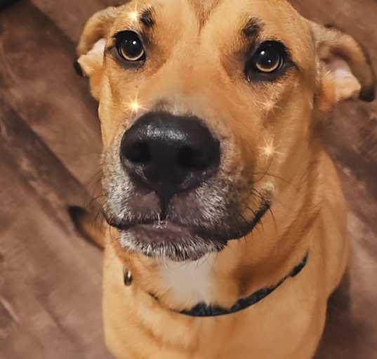 Photo of Milo