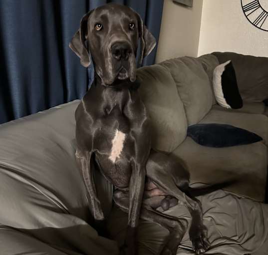 Photo of Bronco