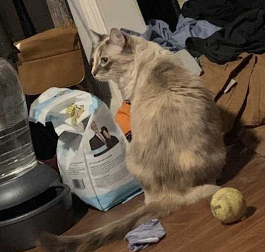 Photo of Opal