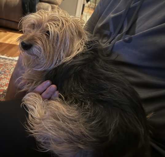 Photo of Ollie
