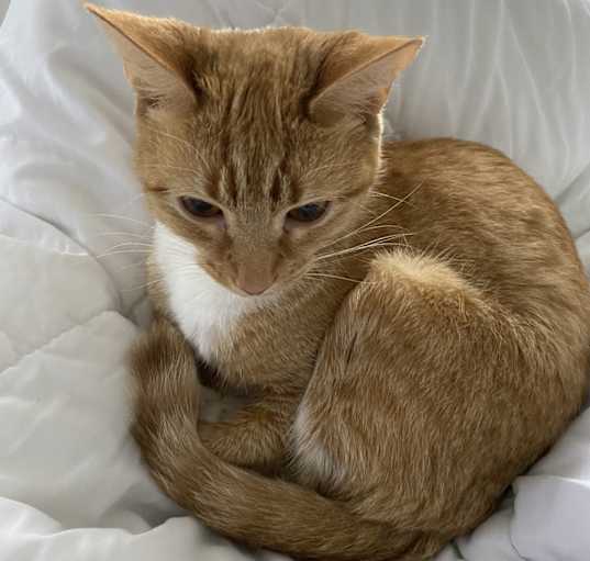 Photo of Tangi