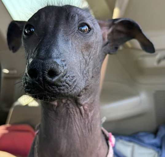 Photo of Iggy