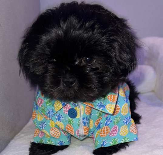 Photo of Fudge