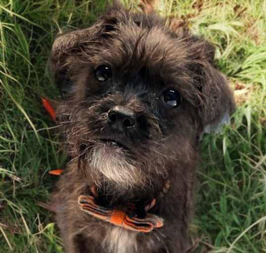 Photo of Tater