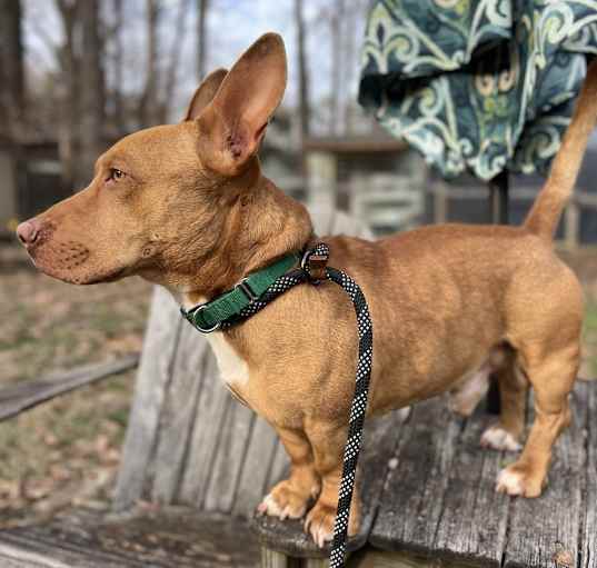 Photo of Bobble
