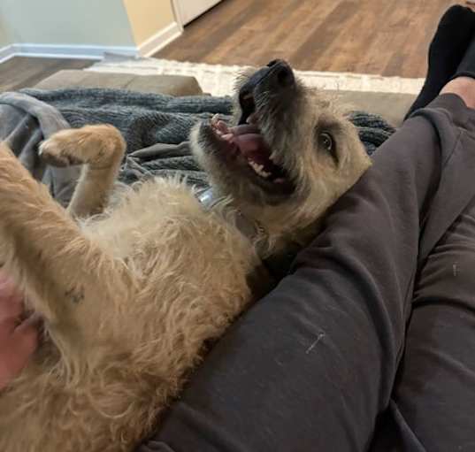 Photo of Nugget