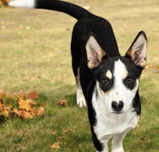 Photo of Collie Mix Curtis