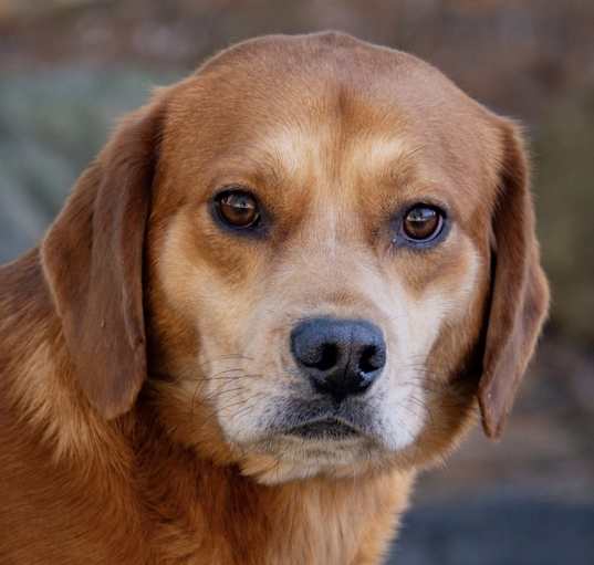 Photo of Golden Mix Gilligan