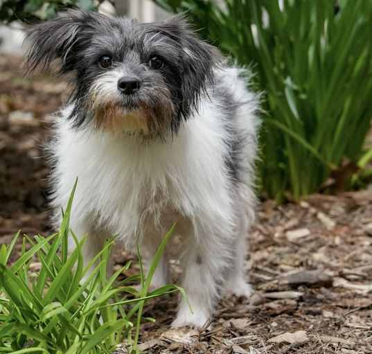 Photo of Tessa Terrier