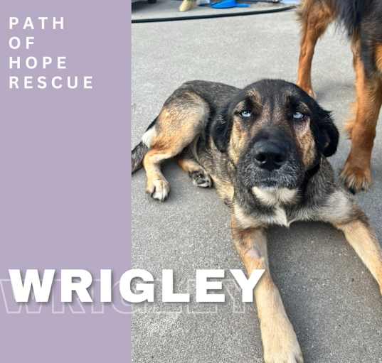Photo of Wrigley