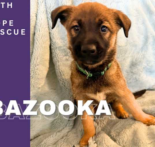 Photo of Bazooka
