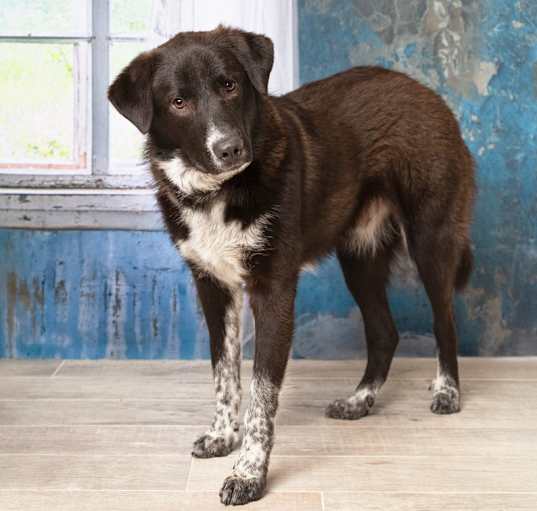 Photo of Diesel