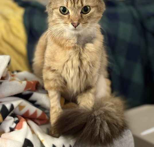 Photo of Goldilocks