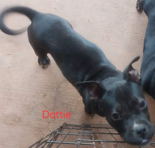 Photo of Dottie