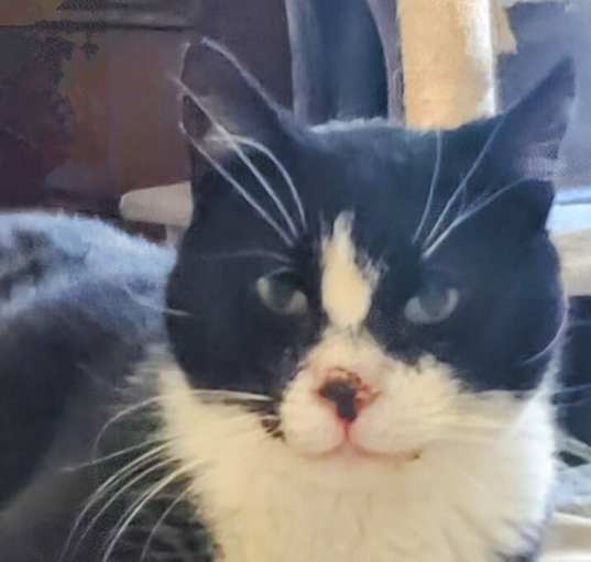 Photo of Mayor *Sweet special needs kitty*