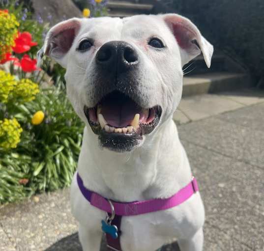 Photo of Matilda - MEDICAL HOLD