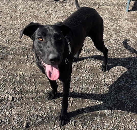 Photo of Pogo