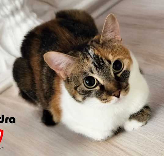 Photo of SHANDRA