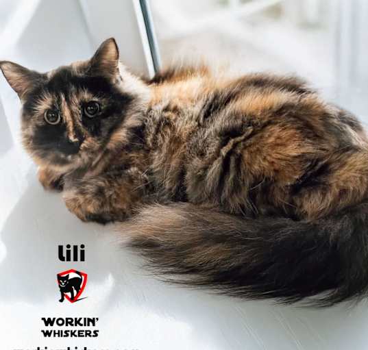 Photo of LILI