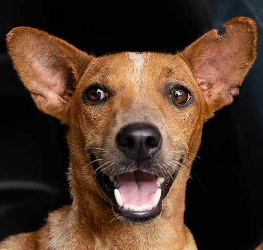 Photo of Houston (Soi Dog)