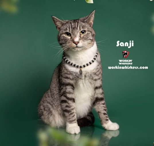 Photo of SANJI