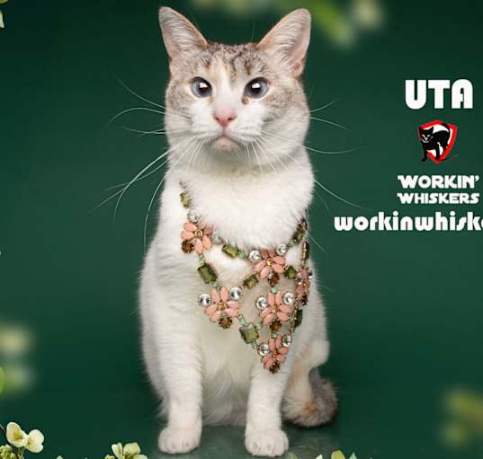 Photo of UTA