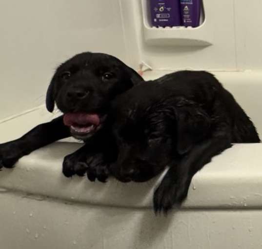 Photo of 7 Puppies