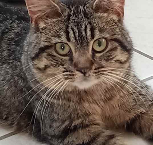 Photo of Biscuit (Galaxy)
