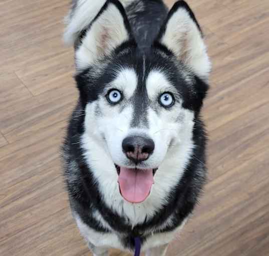 Photo of Dutchess