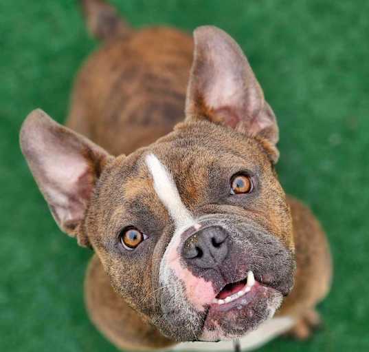 Photo of Shorty
