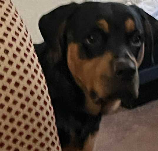 Photo of Milo