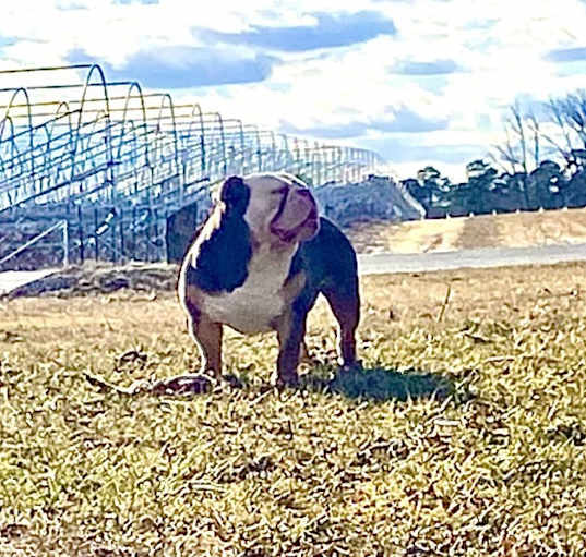 Photo of Roco