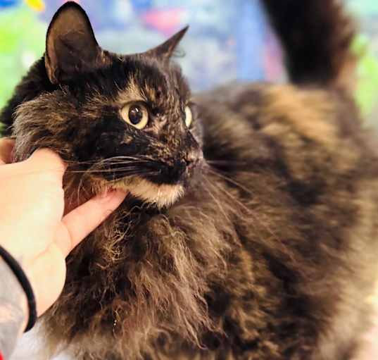 Photo of Nibbles
