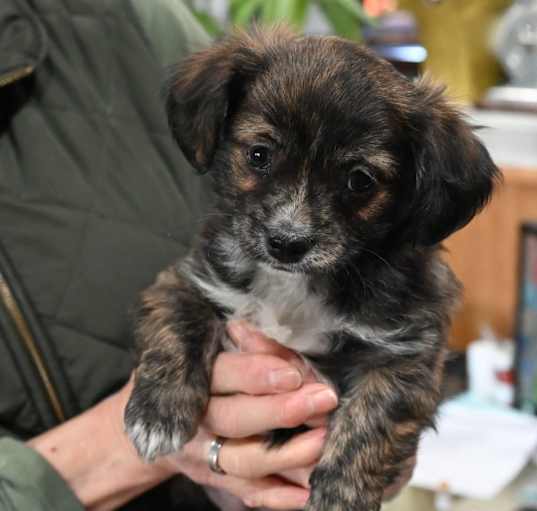 Photo of Gracie