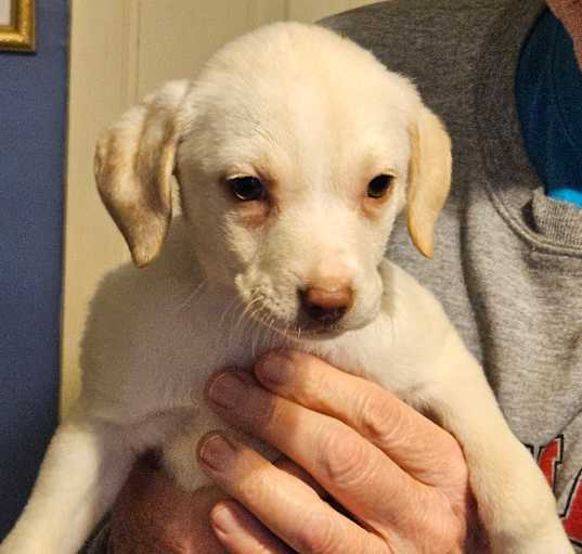 Photo of Rosie