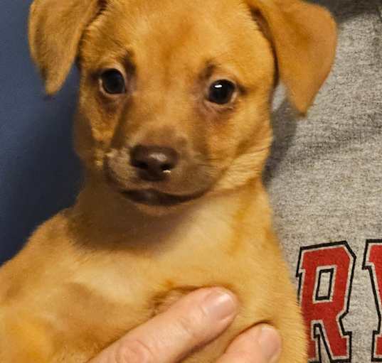 Photo of Clover