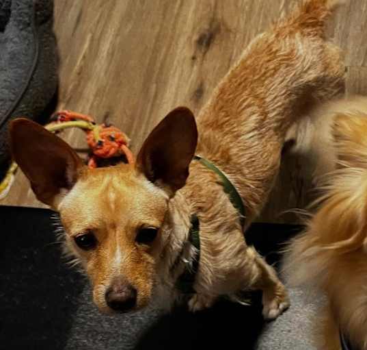 Photo of Apollo